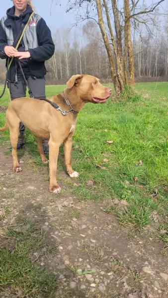 Zoro, meraviglioso Simil pitbull Red Nose  | Foto 3