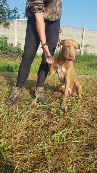 Meraviglioso Pitbull - ZORO | Foto 3