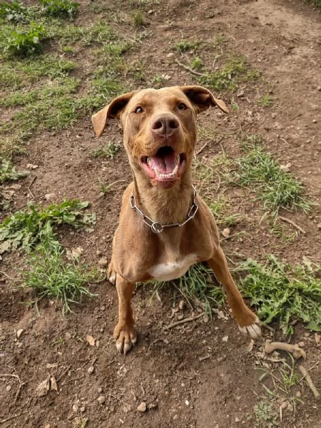 Zoro, meraviglioso Simil pitbull Red Nose 