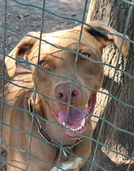 Meraviglioso Pitbull - ZORO | Foto 2