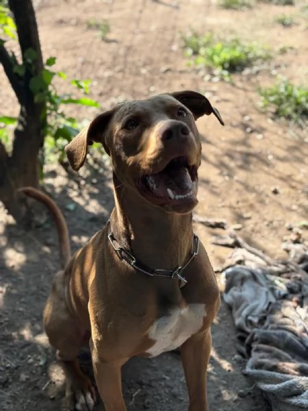 Meraviglioso Pitbull - ZORO | Foto 1