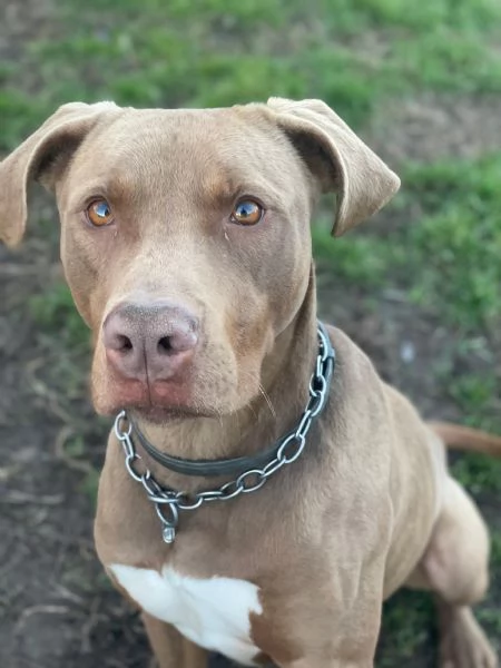Zoro, meraviglioso Simil pitbull Red Nose  | Foto 0