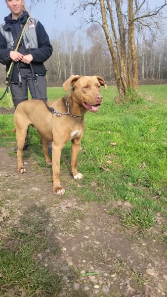 Zoro, meraviglioso Simil pitbull Red Nose  | Foto 0