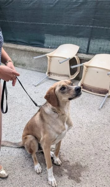 Dylan, splendido meticcio