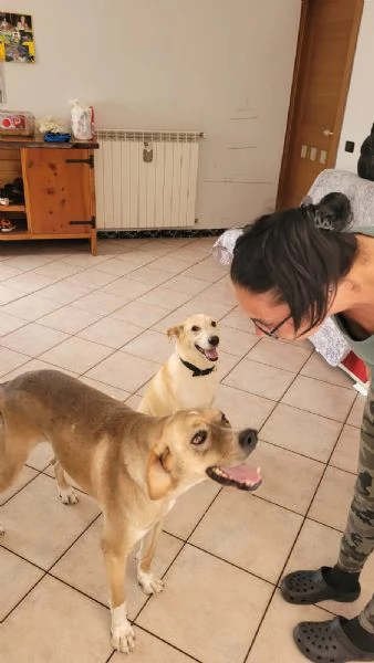 Dylan, splendido meticcio | Foto 3