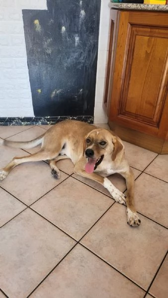 Splendido meticcio DYLAN | Foto 6