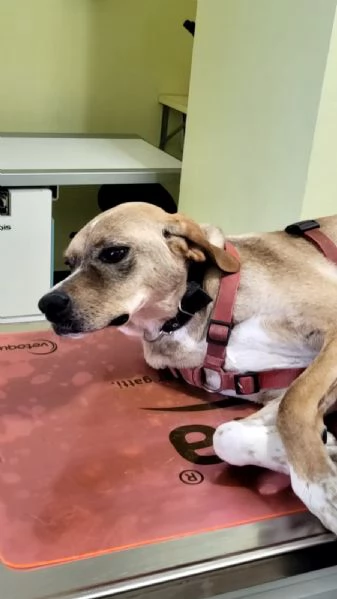 Splendido meticcio DYLAN | Foto 5