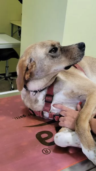 Splendido meticcio DYLAN | Foto 4