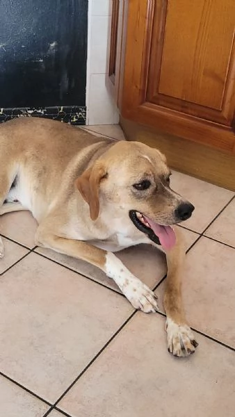 Splendido meticcio DYLAN | Foto 3