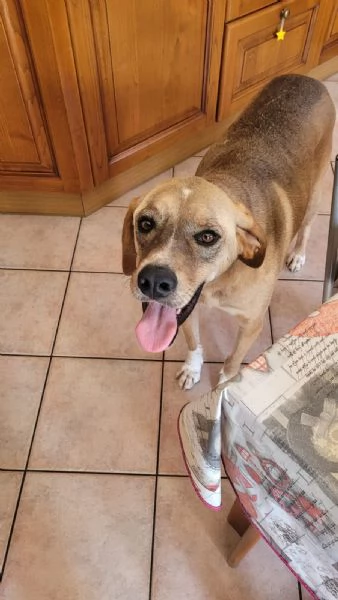 Splendido meticcio DYLAN | Foto 2