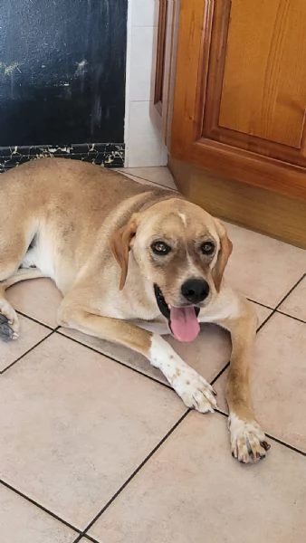 Splendido meticcio DYLAN | Foto 1