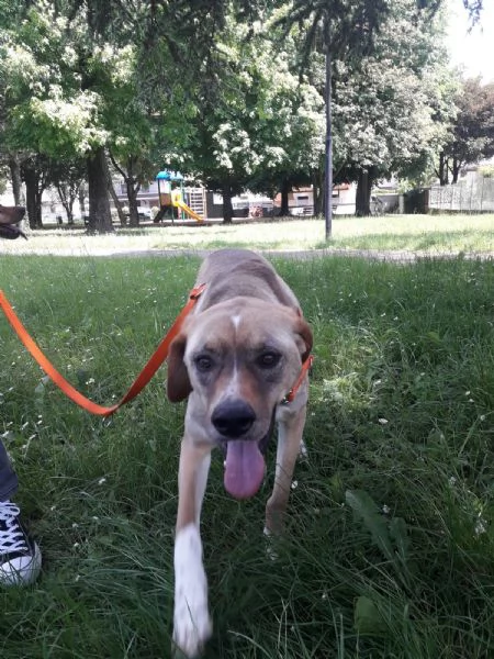 Dylan, splendido meticcio | Foto 2