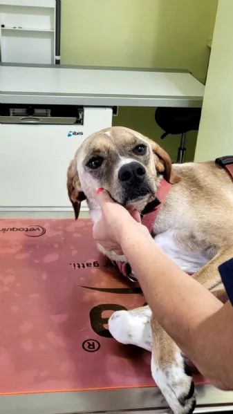 Splendido meticcio DYLAN | Foto 0