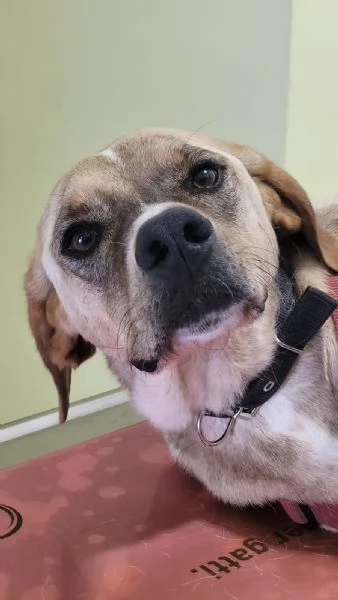 Splendido meticcio DYLAN