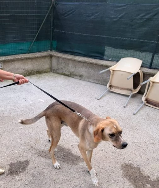 Dylan, splendido meticcio | Foto 1