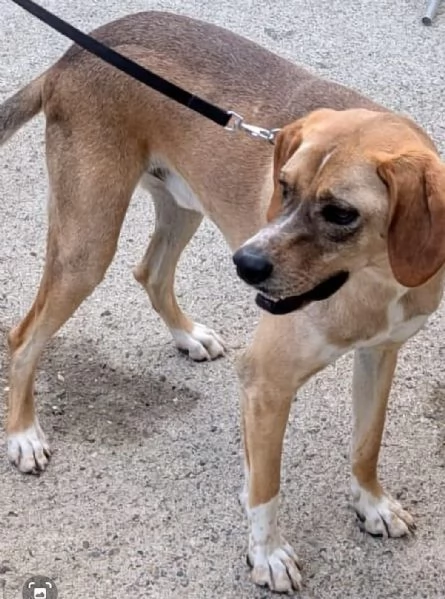 Dylan, splendido meticcio | Foto 0