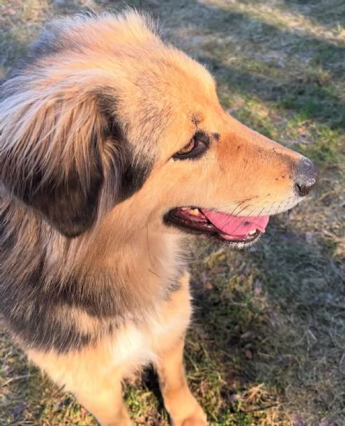 Splendido meticcio MILOU | Foto 5