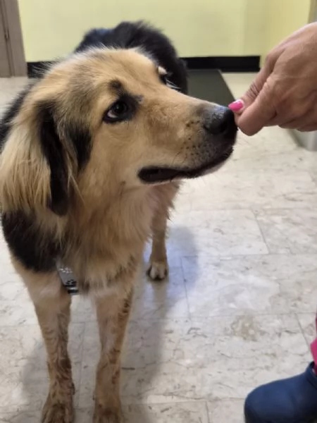 MIlou, meraviglioso simil lupetto | Foto 5