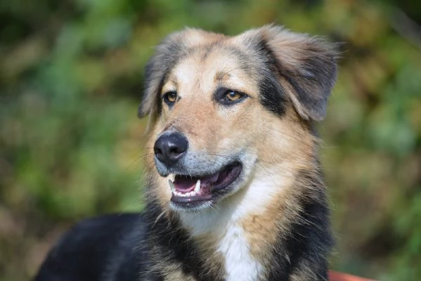 Splendido meticcio MILOU | Foto 4