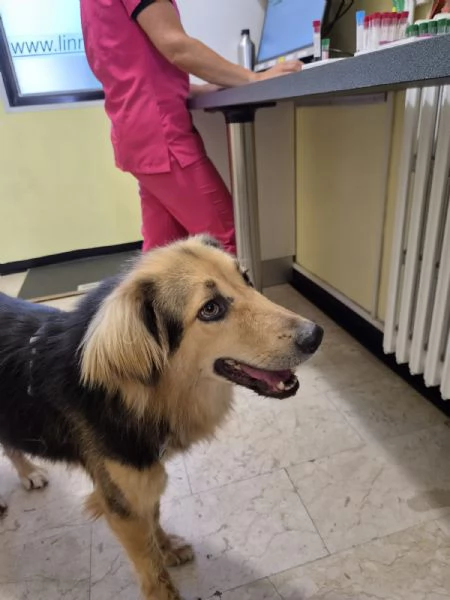 MIlou, meraviglioso simil lupetto | Foto 4