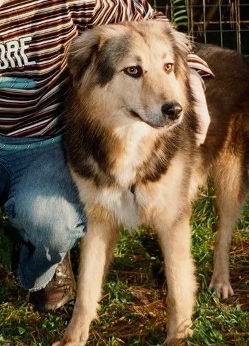 Splendido meticcio MILOU | Foto 2