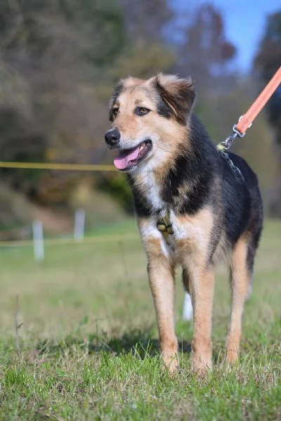 Splendido meticcio MILOU | Foto 1