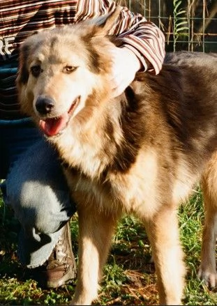 Splendido meticcio MILOU