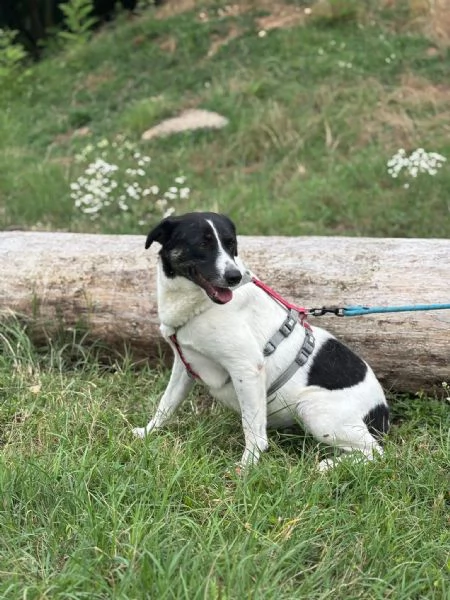 Splendida meticcia - COOKIE | Foto 6