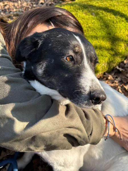 Splendida meticcia - COOKIE