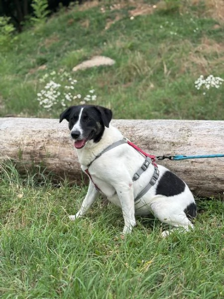 Splendida meticcia - COOKIE | Foto 3