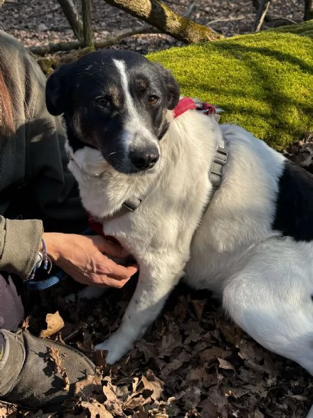 Splendida meticcia - COOKIE | Foto 1