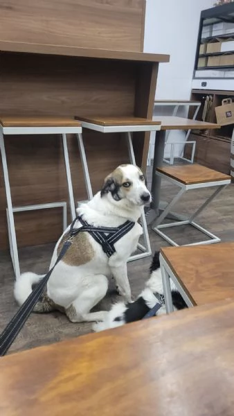 Splendida meticcia - TWITTY | Foto 5