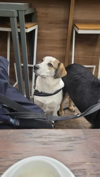 Splendida meticcia - TWITTY | Foto 4