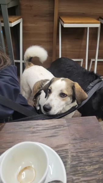 Splendida meticcia - TWITTY | Foto 3