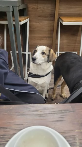 Splendida meticcia - TWITTY | Foto 2