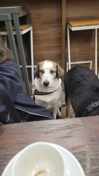 Splendida meticcia - TWITTY | Foto 1