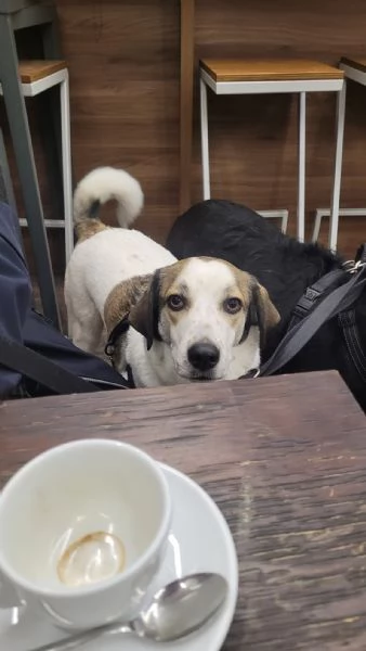 Splendida meticcia - TWITTY | Foto 0