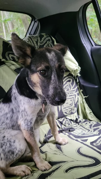 Splendida meticcia - DIVY