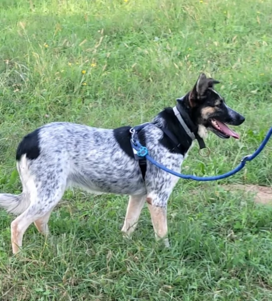 Splendida meticcia - DIVY | Foto 4