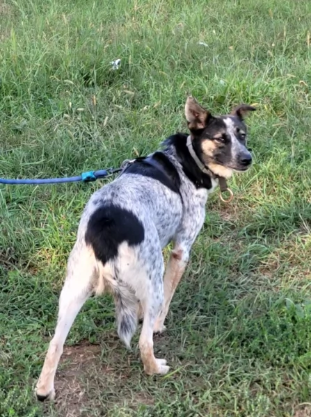 Splendida meticcia - DIVY | Foto 3