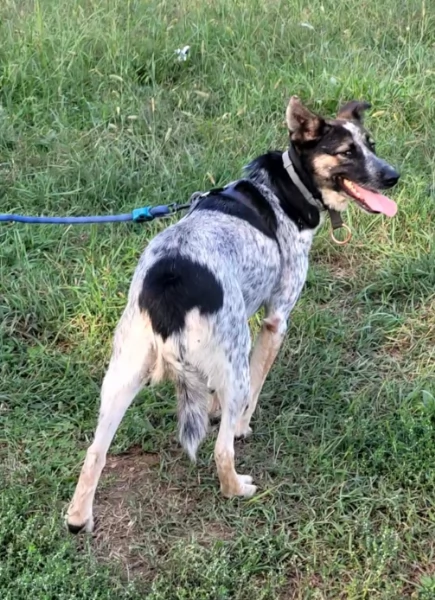 Splendida meticcia - DIVY | Foto 2