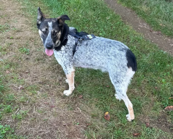 Splendida meticcia - DIVY | Foto 0