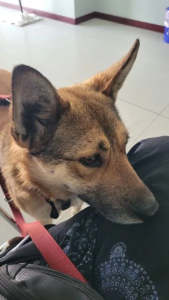 Splendida Lupetta - ANAIS | Foto 6