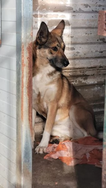 Splendida Lupetta - ANAIS | Foto 5