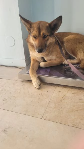 Anais, una splendida lupetta | Foto 4