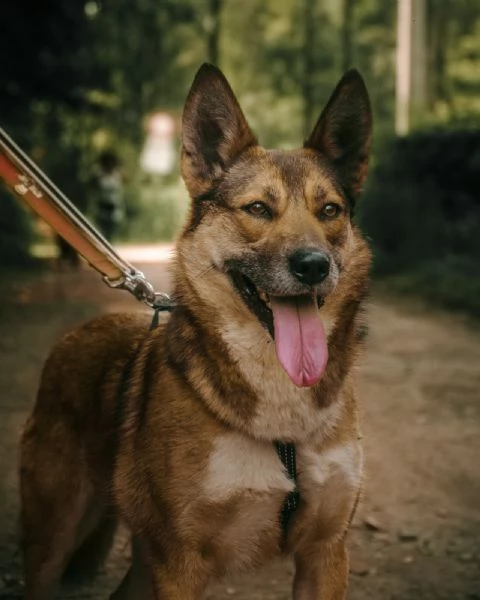 Anais, una splendida lupetta