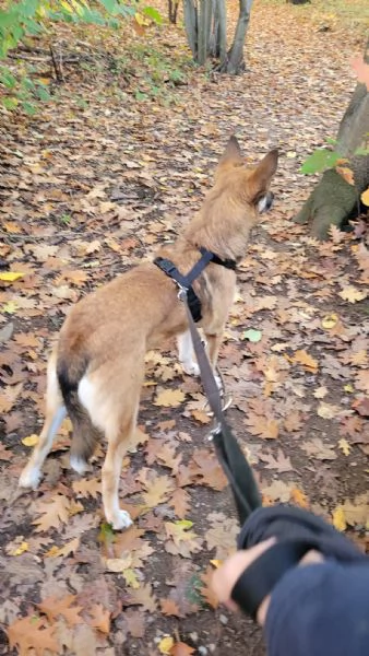 Splendida Lupetta - ANAIS | Foto 3