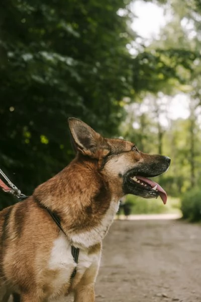 Anais, una splendida lupetta | Foto 5