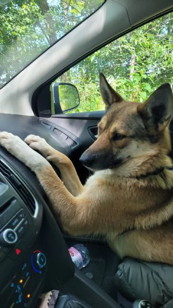 Splendida Lupetta - ANAIS | Foto 2