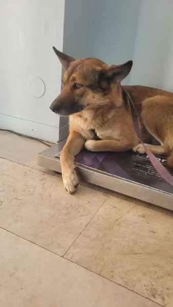 Anais, una splendida lupetta | Foto 3